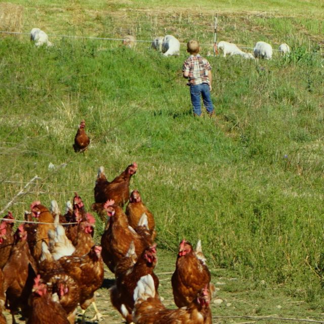 Helpful Hens